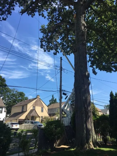 work photo from sandovaltreeservice.com