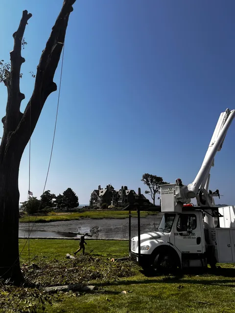 Tree removal waterfront property CT