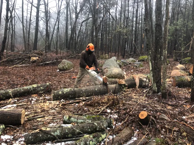Chappell Tree and Landscape work photo
