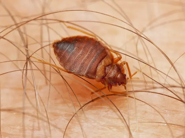 protect your office building from pests with Advanced Pest Solutions.
