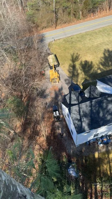 Tree Removal gallery