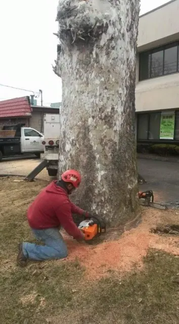 work photo from mjtreeservicesllc.com