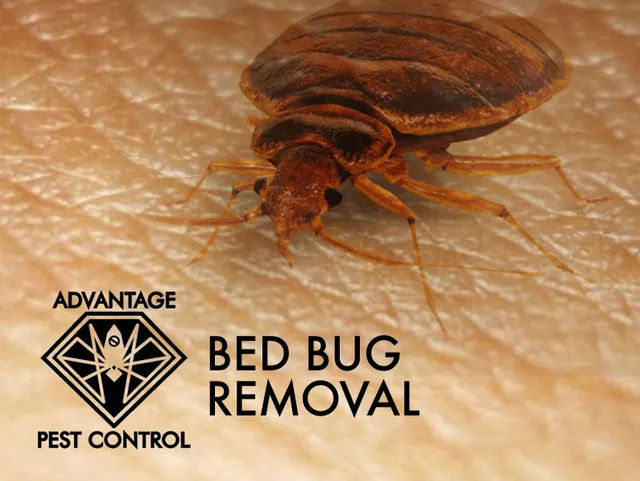 work photo from advantagepestcontrolinc.com