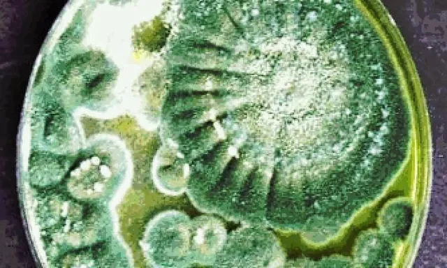 Advanced Mold Testing and Remediation Services