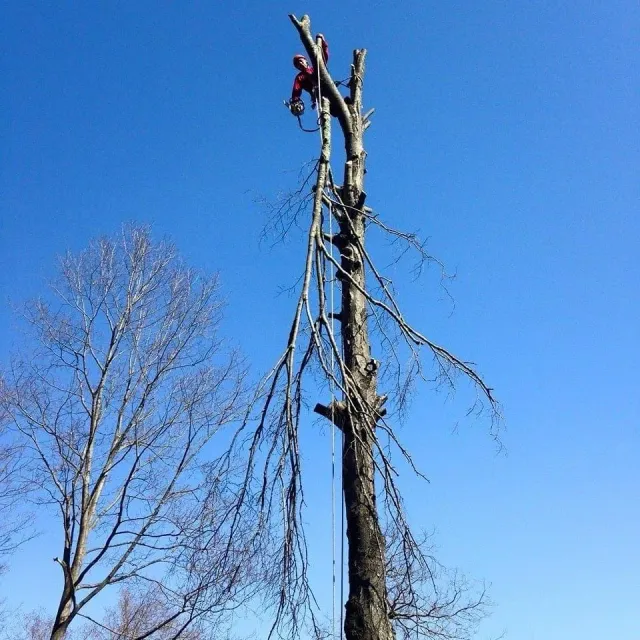 work photo from emltreeservices.com