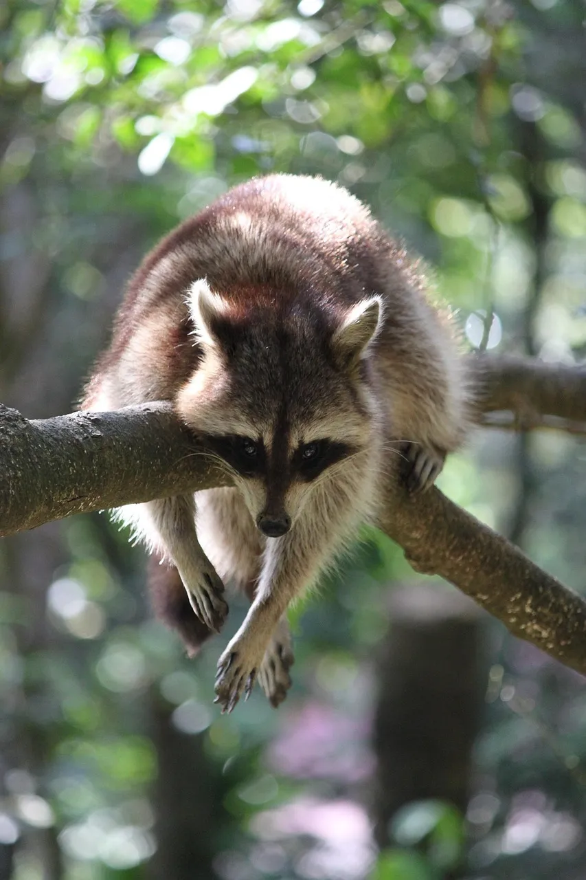 work photo from acornwildlifesolutions.com