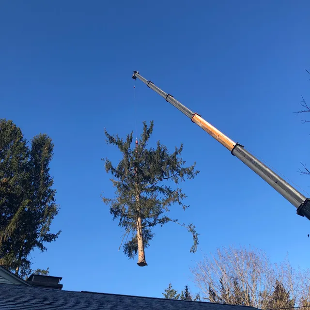 DL&G TREE work photo