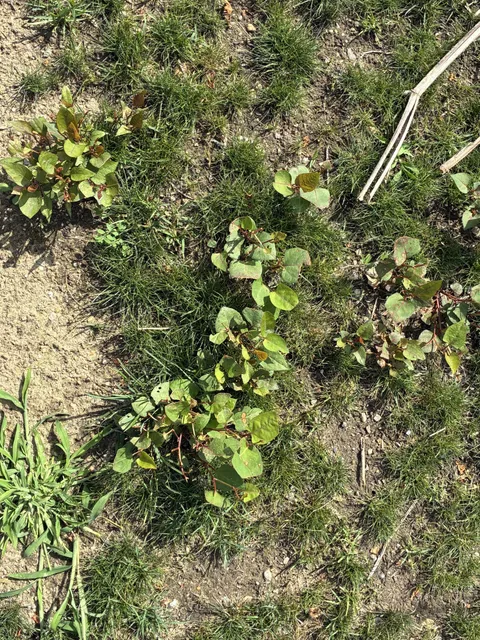 work photo from invasiveweedcontrol.com
