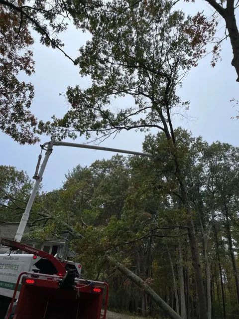 work photo from s1tree.com