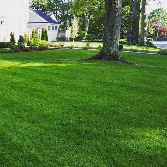 Sea of Green Lawn Care, LLC work photo