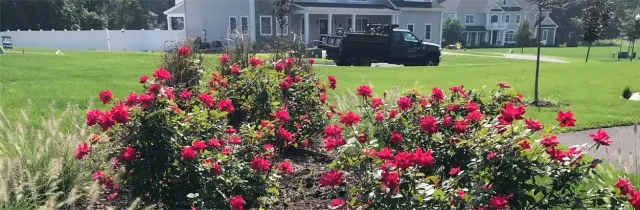 Pink and red roses in a garden bed with a house and lawn in the background