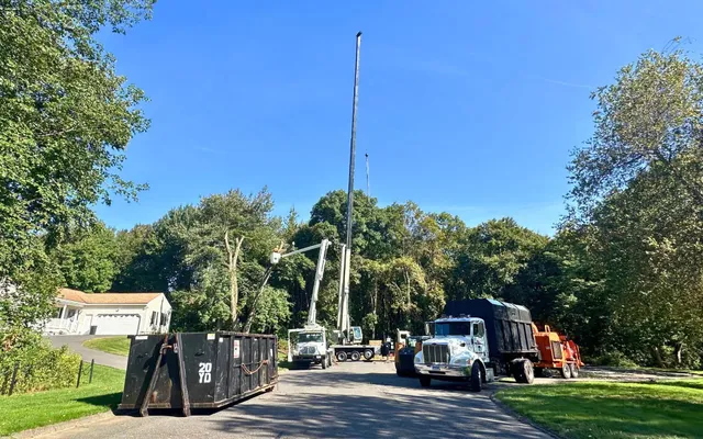 tree service in cheshire ct