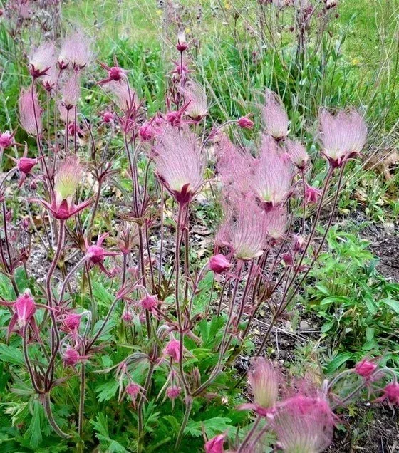 Guem triflorum.jpg