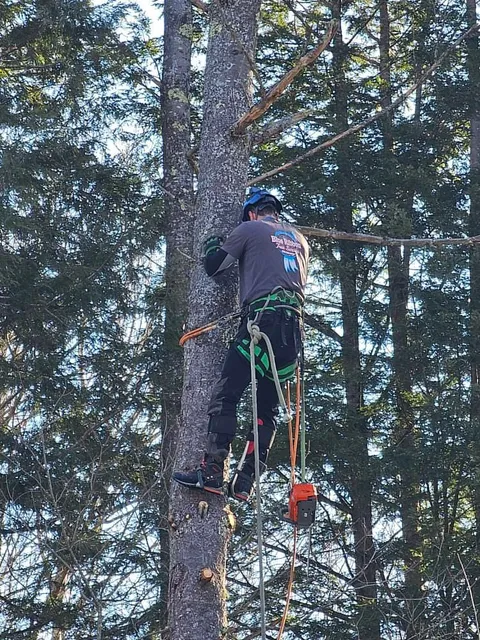 Blue Ribbon Tree Service work photo