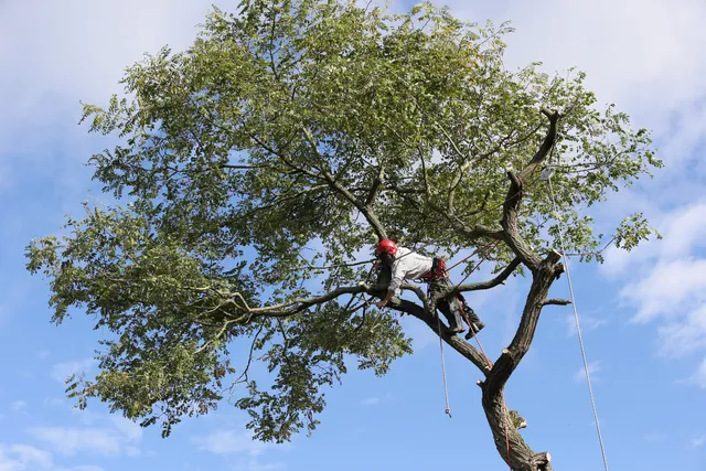 Reed's Tree Service work photo