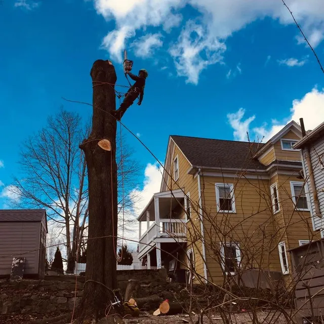 BAH PRO TREE SERVICE work photo