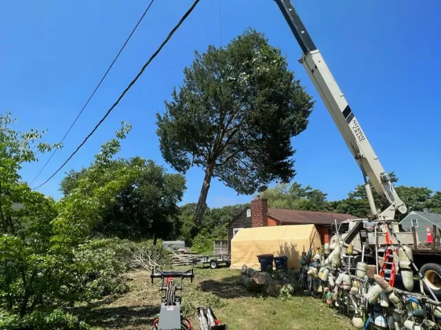 Tree Removal