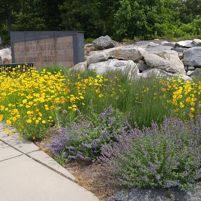 Landscape Architecture design of Catmint and native ground cover in front of rock ledge at Kent Hospital, Warwick Rhode Island