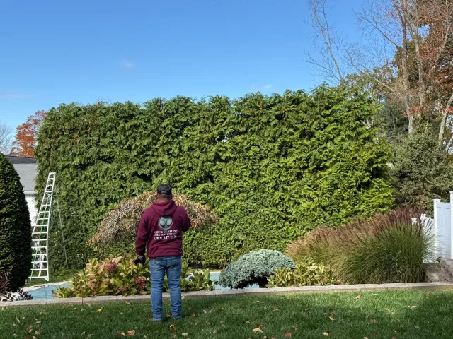 Tree project 1
