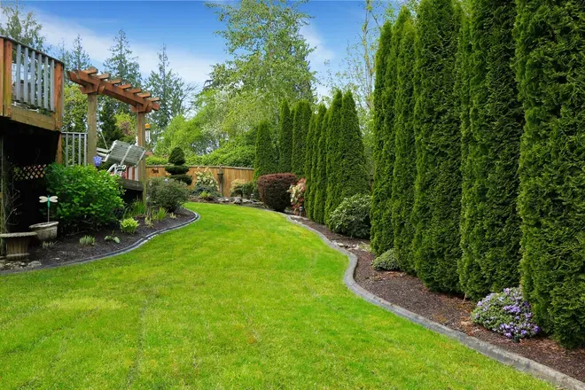 A lush green backyard featuring a curved grass lawn, a mulch garden bed, and a tall row of evergreen privacy hedges.