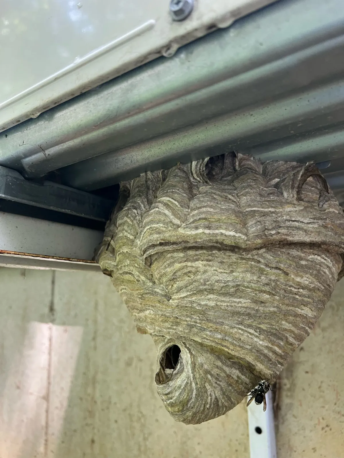 work photo from actonpestcontrolservices.com