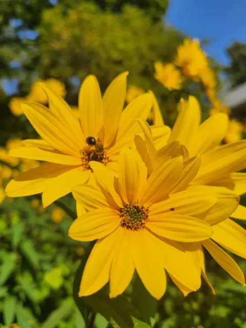 Landscaping, Northampton Ma