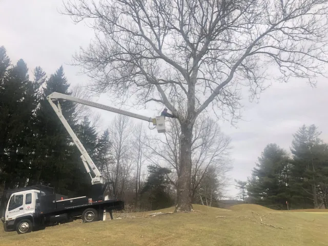 Trees are our passion.