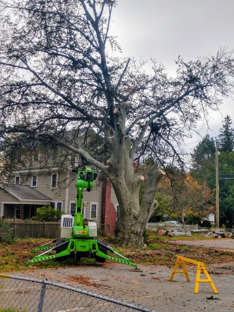 Cornerstone Tree Care work photo