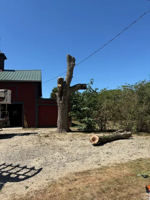 work photo from sunderlandtreeservice.com