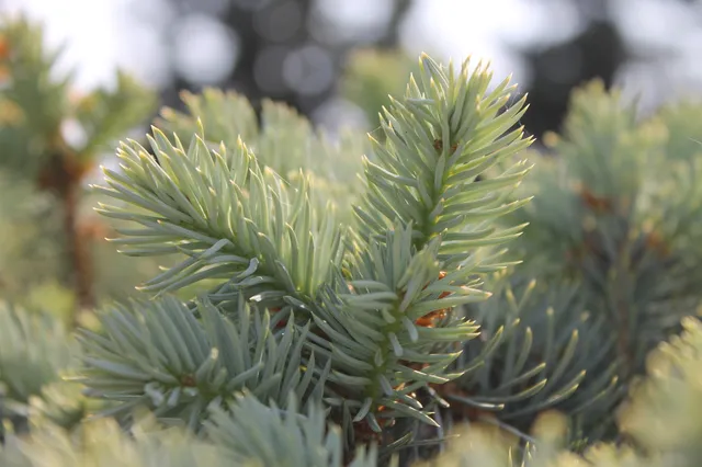 Precision Crane Removal: Hazardous Pine
