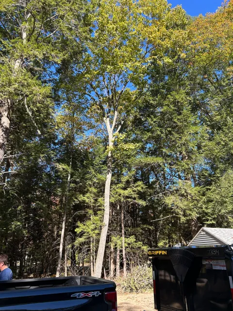 Tall trees with green and yellow leaves under a clear blue sky, with a black trailer and car in the foreground