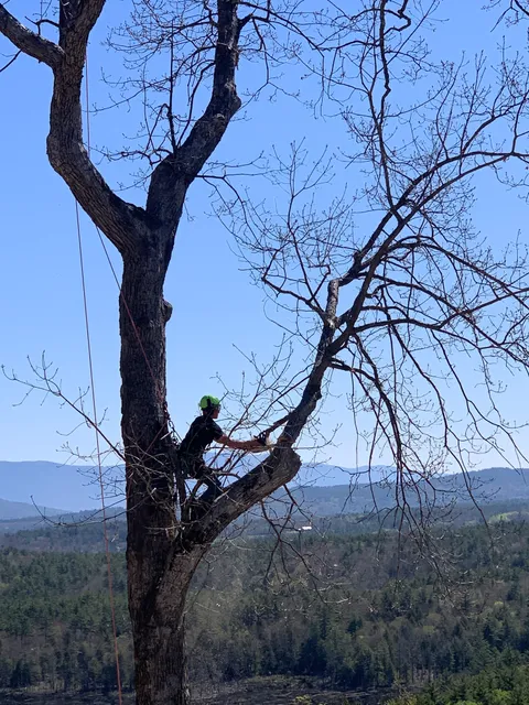 Hixon Logging & Tree Service, LLC work photo
