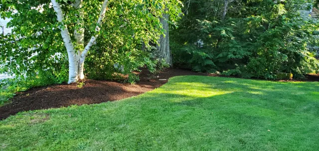 Lush green lawn with trees and mulched garden border
