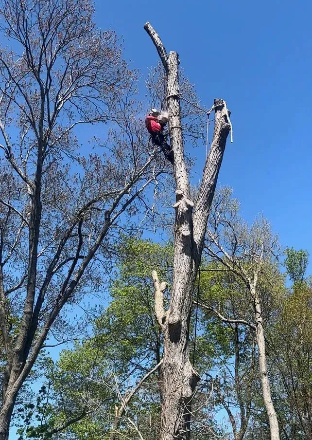 work photo from lopeztreeservices.com