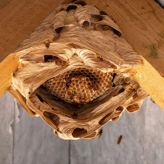 The Bee Hunter work photo