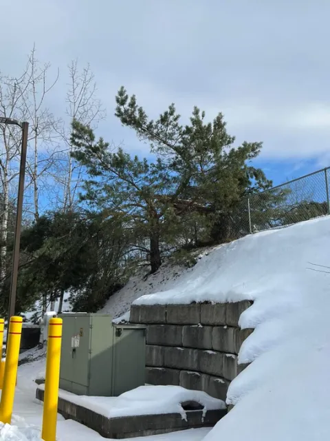 work photo from northeast-treeservice.com