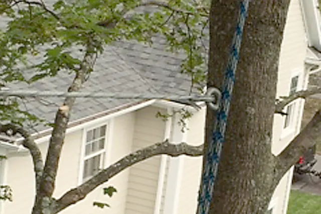 Tree preservation