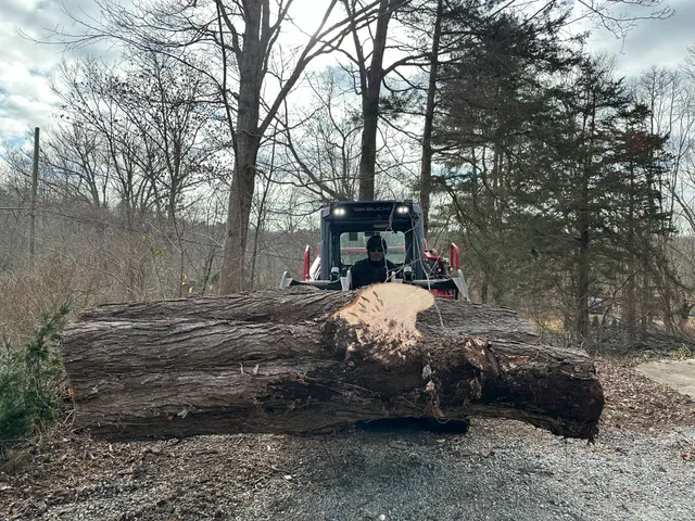 Luca & Sons Tree Removal LLC work photo
