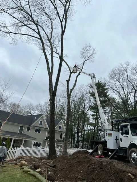 Tree removal crew using a crane beside a house in a wooded yard