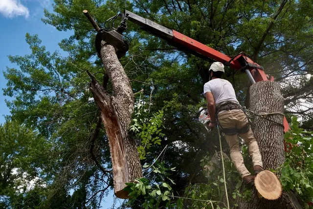 Edgewood tree service work photo