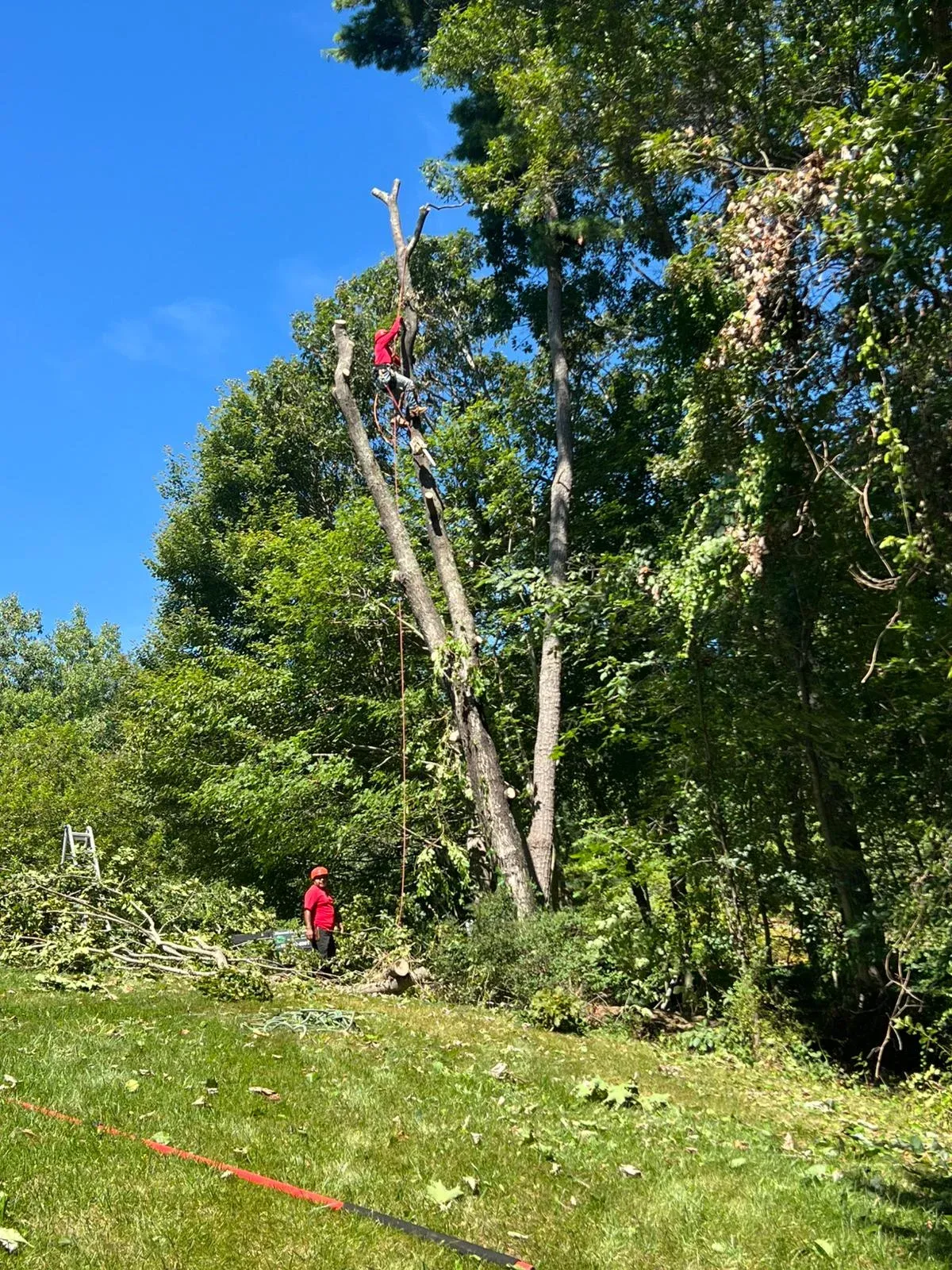work photo from diamondlandscapingtreeservices.com