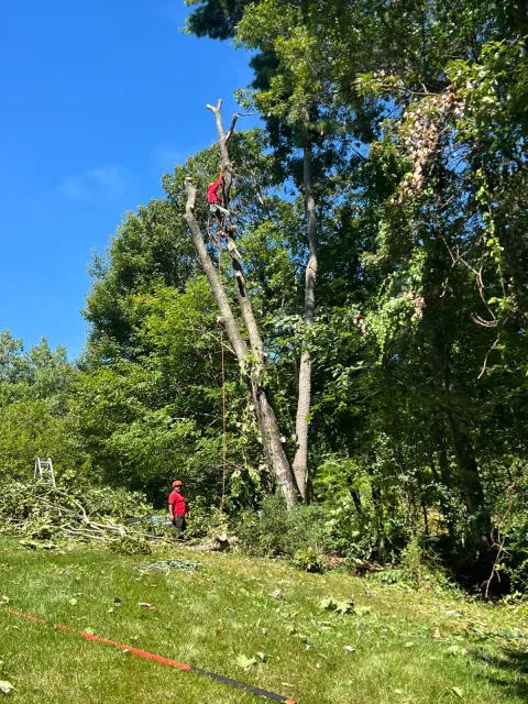 work photo from diamondlandscapingtreeservices.com