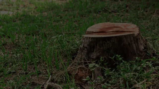 Tree stump surrounded by grass and small plants in a natural outdoor setting.