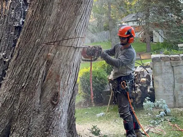 Tree Removal