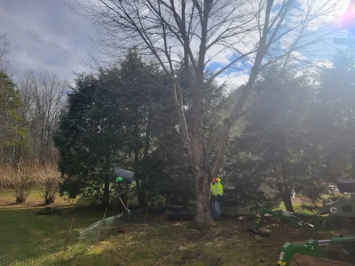 Monster Tree Service of Southeastern Massachusetts work photo