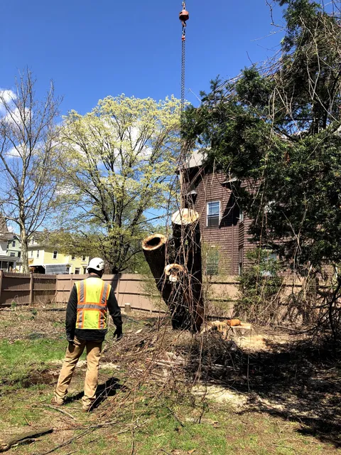 TREE413 work photo