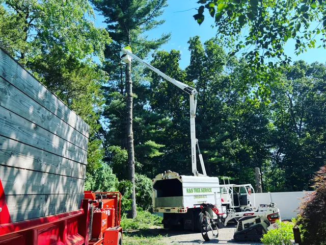 R & S Tree Service work photo