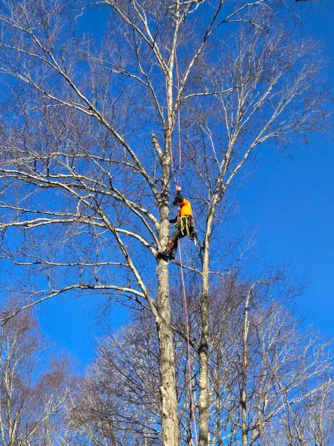 work photo from meristemtrees.com
