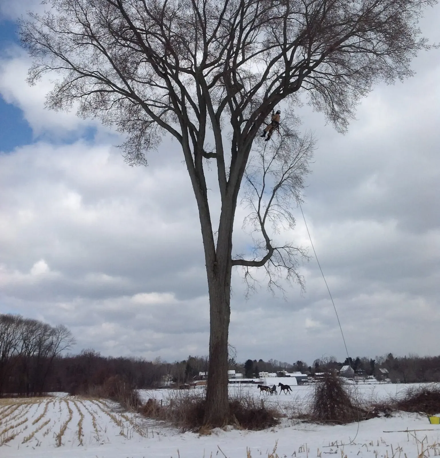 Arborist climbing a large tree in a snowy Western Massachusetts field
