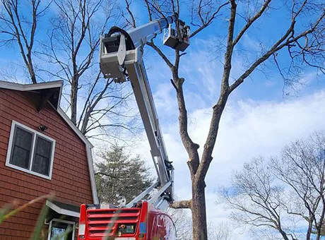 work photo from technicaltreeservice.com